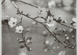 Hanna Stiegeler