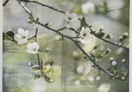 Hanna Stiegeler
